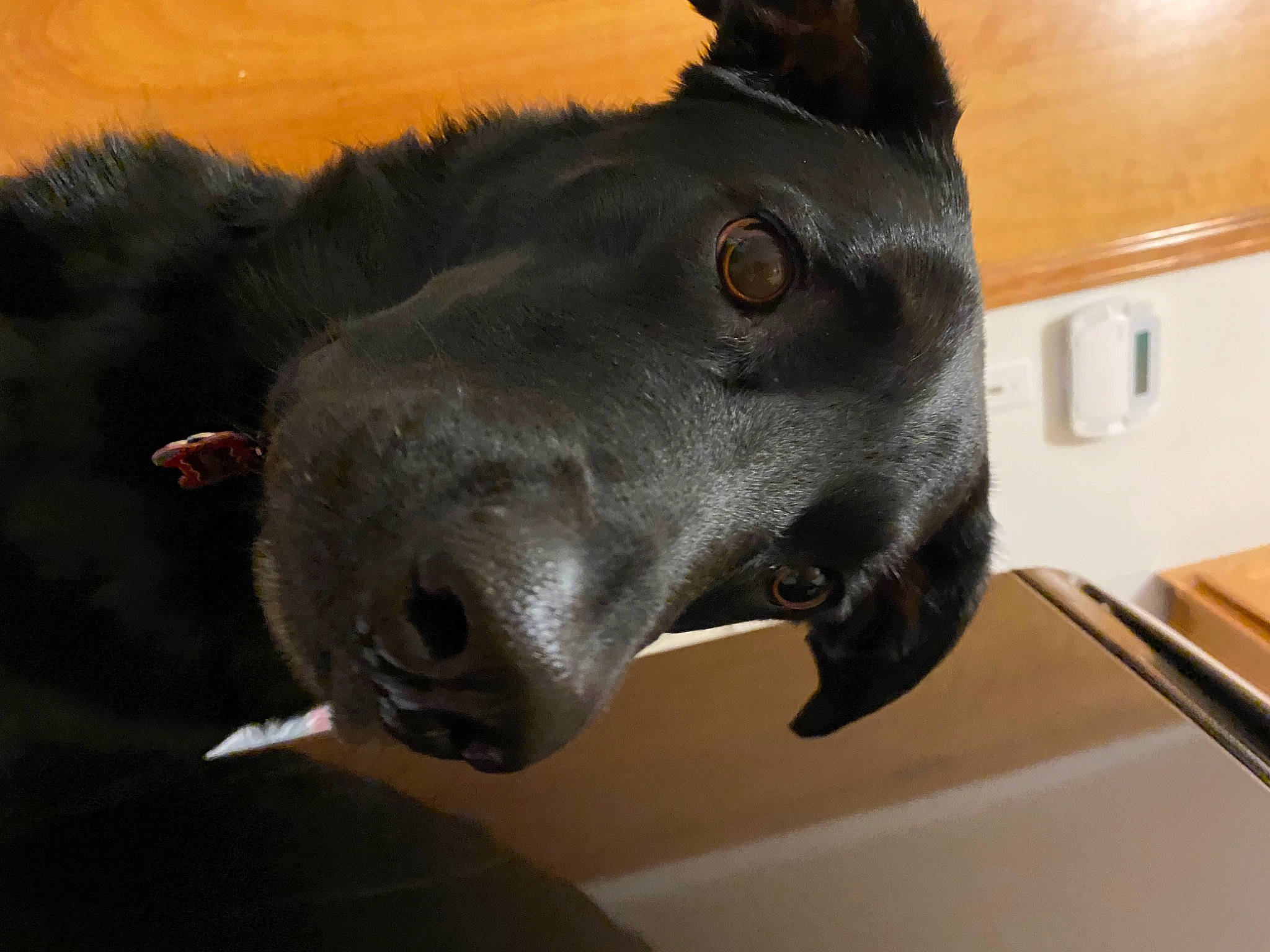 Abby joined the competition — help win amazing prizes! canidae, carnivore, collar, companion_dog, dog, dog_breed, dog_collar, ear, fawn, fur, guard_dog, jaw, liver, personal_protective_equipment, pet_supply, snout, sporting_group, terrestrial_animal, whiskers, working_animal