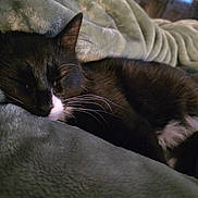 Muffin joined the competition — help win amazing prizes! cat, sleeping, black_and_white, whiskers, blanket, cozy, indoor, pet, fur, relaxation, nap, soft_texture, close_up, animal, quiet, rest, comfort, domestic, cute, feline