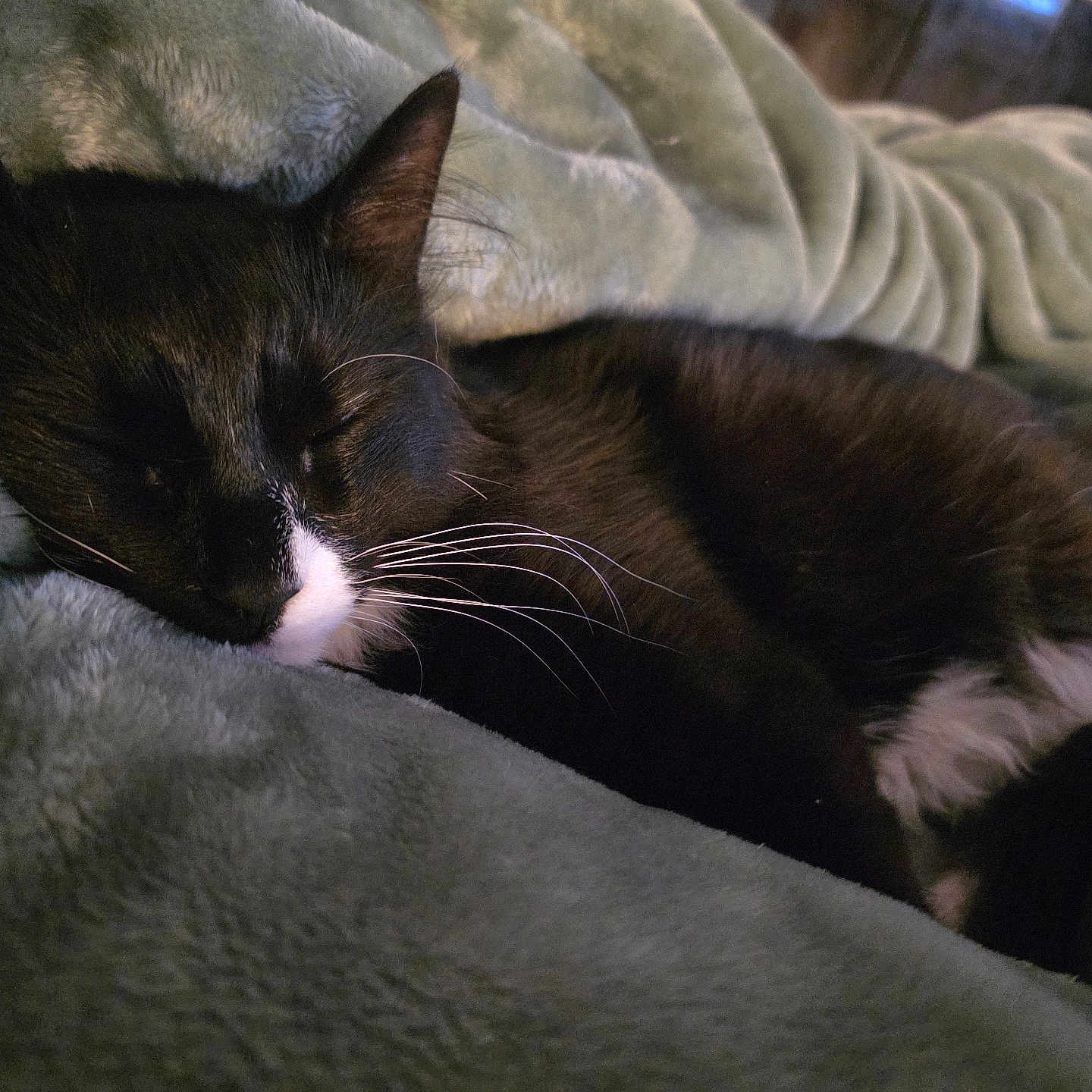 Muffin