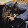 Muffin is registered to the contest to win money with this photo: cat, tuxedo_cat, whiskers, pet, animal, indoor, blanket, cozy, curious, fur, black_and_white, domestic_cat, closeup, face, eyes, soft_lighting, resting, feline, cute, portrait