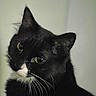Muffin is registered to the contest to win money with this photo:
