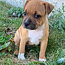 puppy, dog, grass, outdoor, animal, cute, pet, brown, white, young, sitting, nature, small, fur, ears, nose, eyes, face, background, plant