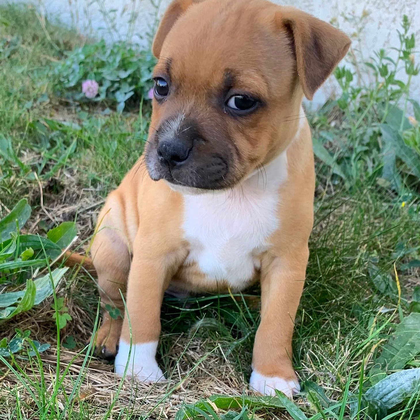 Usko a rejoint le concours — aidez-le/la à gagner de superbes lots ! puppy, dog, grass, outdoor, animal, cute, pet, brown, white, young, sitting, nature, small, fur, ears, nose, eyes, face, background, plant