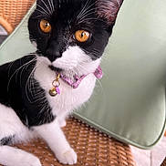 Lumi is registered to the contest to win money with this photo: amber_eyes, bell, cat, close_up, collar, curious, feline, fur, green_cushion, indoor, paw, pet, pink_collar, portrait, reflection_in_eyes, sitting, tuxedo_cat, whiskers, wicker_chair, woven_chair