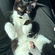 Lumi joined the competition — help win amazing prizes! animal, belly, black_and_white, cat, cute, ears, fur, indoor, kitten, lap, nose, paws, pet, pink_paw, portrait, relaxed, shadow, sunlight, whiskers, yellow_eyes