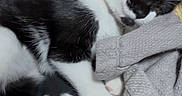 Lumi joined the competition — help win amazing prizes! animal, bedding, black_and_white, blanket, cat, close_up, cozy, cute, fur, gray_robes, indoor, nap, paws, pet, pillow, relaxed, sleepy, textile, tuxedo_cat, whiskers