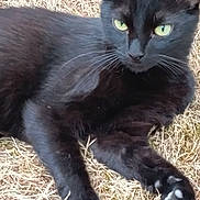 Onyx participe au concours pour gagner de l'argent avec cette photo : black_cat, cat, animal, pet, outdoor, grass, fur, whiskers, paw, green_eyes, feline, relaxed, nature, mammal, laying_down, closeup, wildlife, domestic_animal, cute, portrait