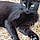 Onyx