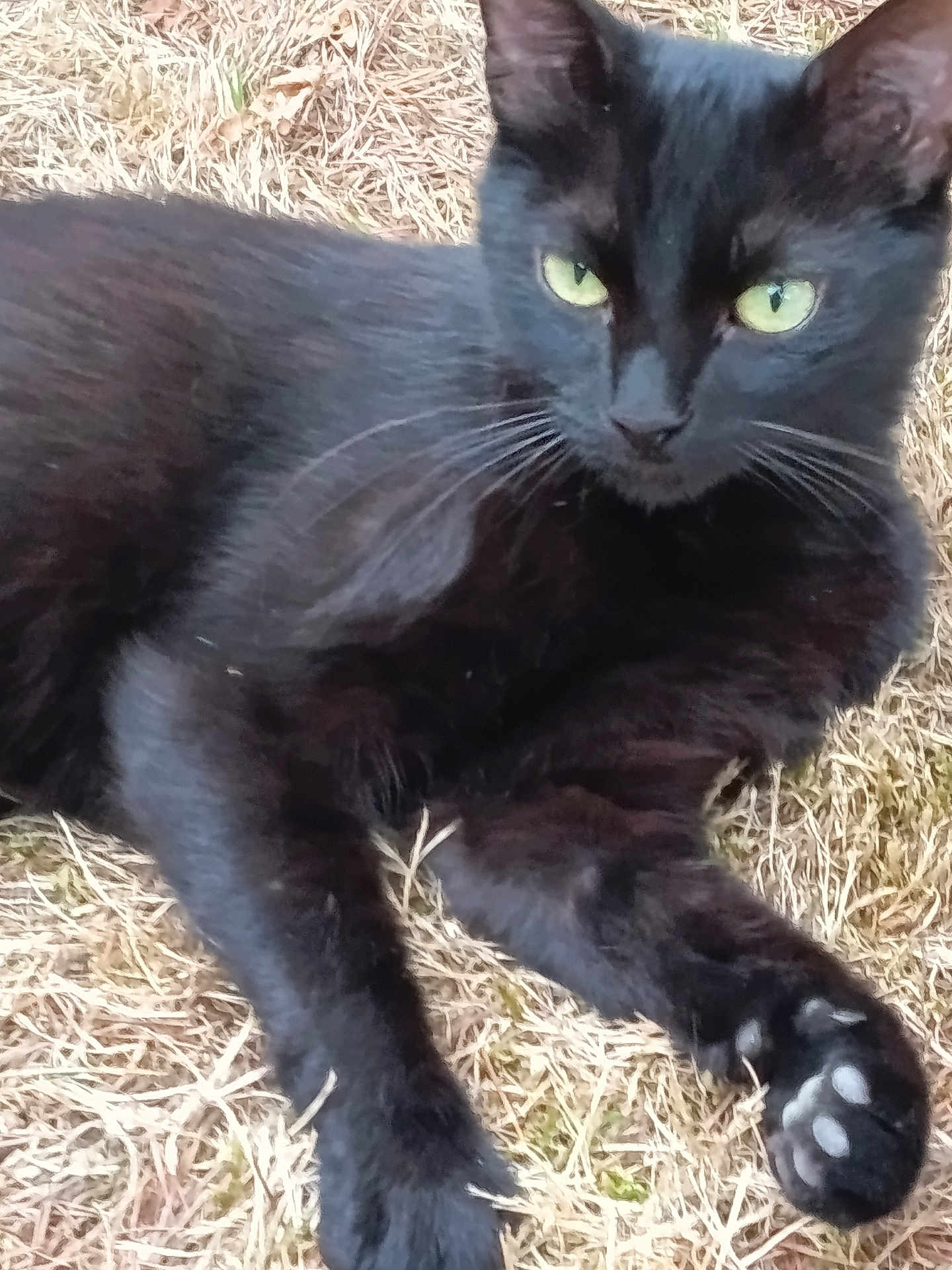 Onyx