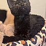 black_cat, kitten, pet_bed, cozy, indoor, feline, curious, soft_focus, fur, animal, cute, young, looking_up, resting, domestic, small, whiskers, ears, bed, comfort