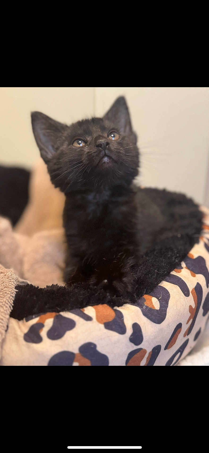 Onyx