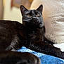 black_cat, cat, pet, animal, feline, indoor, resting, blanket, pillow, cozy, fur, whiskers, ears, relaxed, closeup, mammal, domestic_animal, portrait, laying, comfortable
