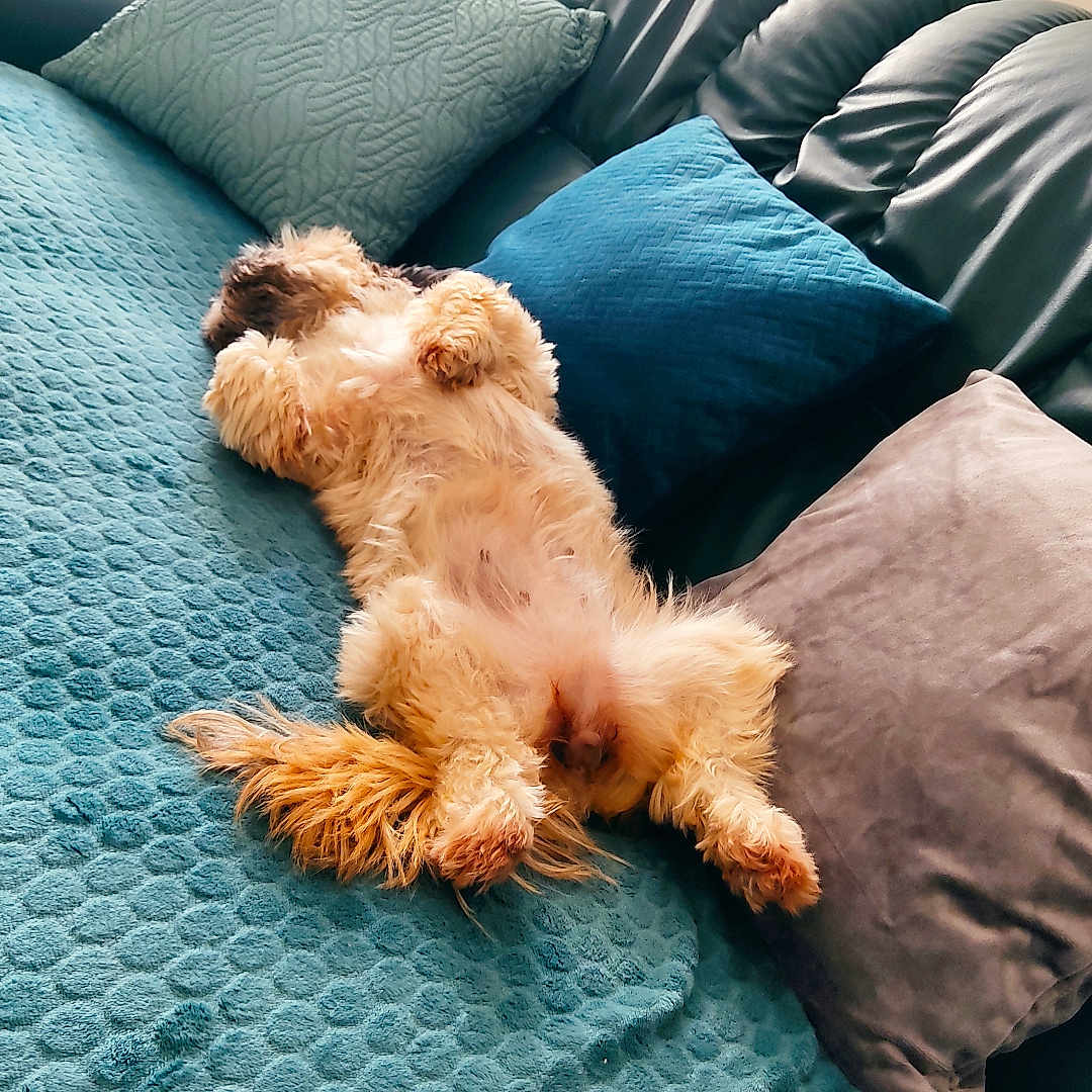 Pretty a rejoint le concours — aidez-le/la à gagner de superbes lots ! dog, pet, couch, pillows, blanket, indoor, relaxing, sleeping, fur, cozy, home, living_room, animal, resting, cute, comfortable, window, sunlight, furniture, domestic