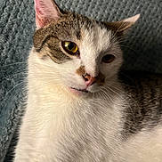 Saphyr participe au concours pour gagner de l'argent avec cette photo : cat, pet, animal, feline, close_up, white_fur, tabby_fur, whiskers, yellow_eyes, face, ear, nose, fur, portrait, indoor, blanket, texture, resting, cozy, curious