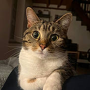 Chamallow participe au concours pour gagner de l'argent avec cette photo : cat, tabby, white_paws, white_chest, indoor, close_up, curious_eyes, pet, feline, whiskers, ears, nose, soft_light, cozy, home, furniture, stairs, relaxed, animal, portrait