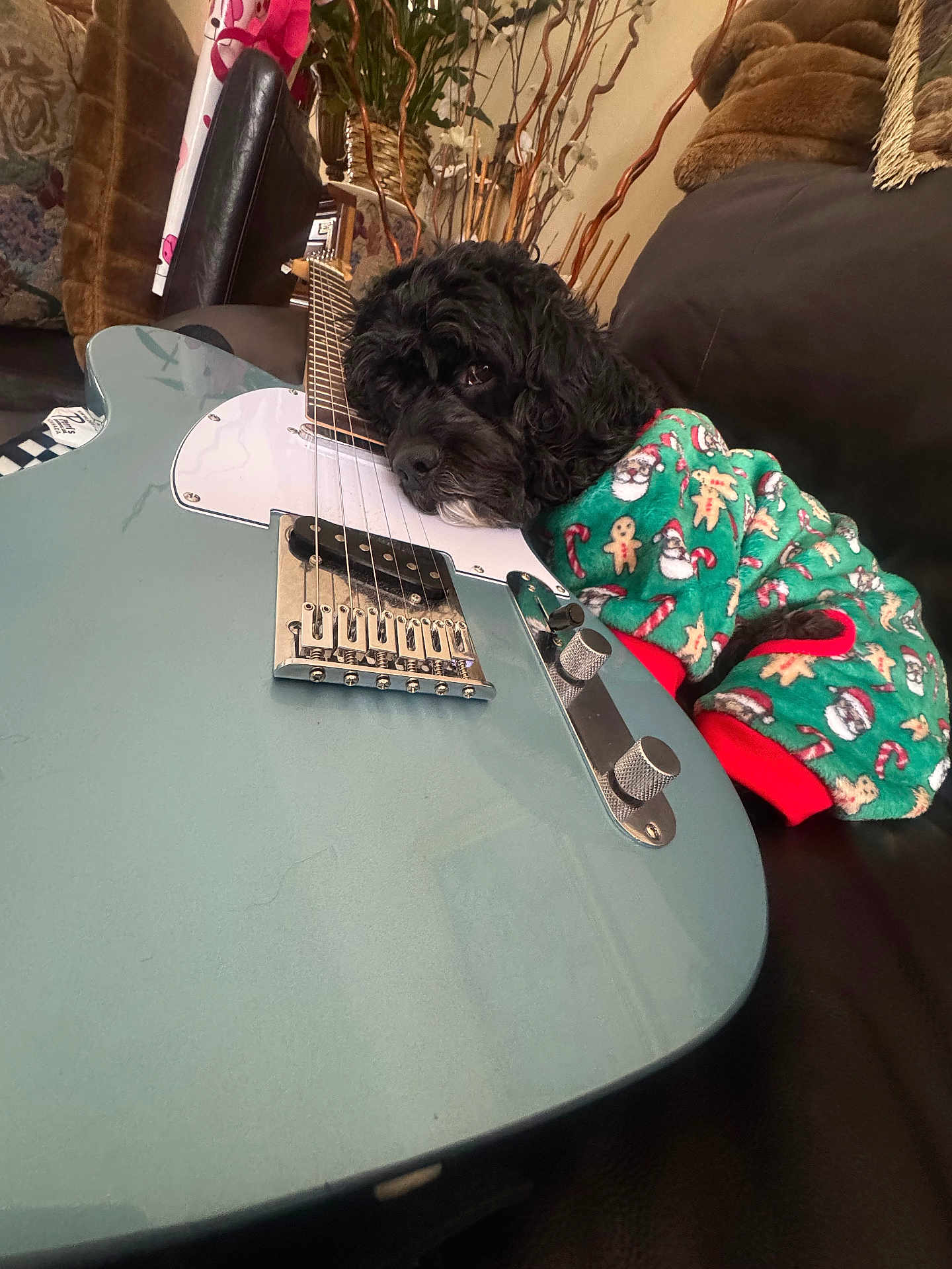 Litz joined the competition — help win amazing prizes! dog, black_dog, electric_guitar, guitar, instrument, couch, pajamas, christmas_pajamas, gingerbread_pattern, candy_cane_pattern, strings, metal_knobs, cozy, living_room, plant, decor, pillow, fur, cute, sleepy