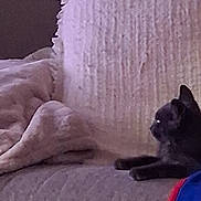 Dusty joined the competition — help win amazing prizes! cat, couch, blanket, indoor, pet, feline, resting, cozy, texture, side_view, domestic, comfort, animal, home, soft, dark_color, relaxed, fur, looking, quiet