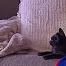 cat, couch, blanket, indoor, pet, feline, resting, cozy, texture, side_view, domestic, comfort, animal, home, soft, dark_color, relaxed, fur, looking, quiet