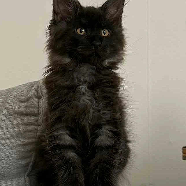 Aristote