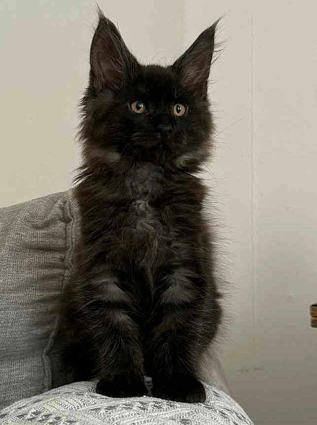 Aristote