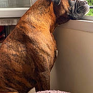 Rox participe au concours pour gagner de l'argent avec cette photo : animal, boxer, brindle, calm, chin, dog, domestic_animal, ears, fur, gazing, greenery, indoor, looking_out, mammal, pet, resting, side_view, thoughtful, window, windowsill