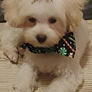 Mandy is registered to the contest to win money with this photo: accessory, adorable, animal, bandana, bow, close_up, cute, dog, domestic_animal, floor, fluffy, furry, holiday, indoor, laying, pet, puppy, small_dog, white_fur, young