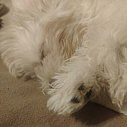 Mandy joined the competition — help win amazing prizes! dog, white, fluffy, sleeping, paw, fur, closeup, resting, cozy, indoor, pet, animal, cute, canine, relaxed, soft, mammal, companion, domestic, quiet