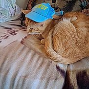 Tiger is registered to the contest to win money with this photo: cat, ginger_cat, hat, cowboy_hat, blanket, indoor, pet, feline, cozy, resting, tapestry, decorative_pillow, animal, cute, domestic_animal, fur, sleeping, small_hat, funny, relaxed