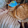 animal, blanket, cat, cowboy_hat, cozy, cute, decorative_pillow, domestic_animal, feline, funny, fur, ginger_cat, hat, indoor, pet, relaxed, resting, sleeping, small_hat, tapestry