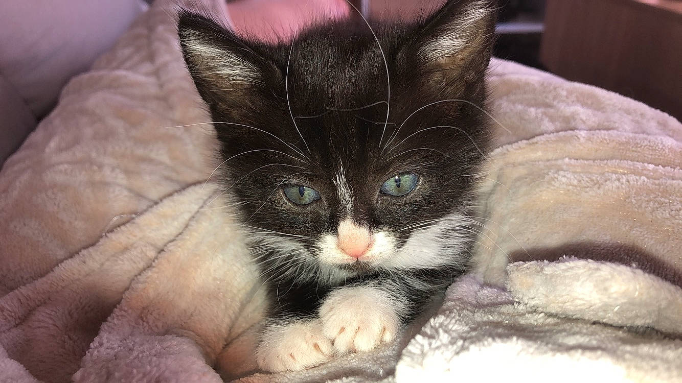 Païmon a rejoint le concours — aidez-le/la à gagner de superbes lots ! asian, carnivore, cat, claw, domestic_short_haired_cat, ear, european_shorthair, eye, felidae, fur, kitten, mammal, norwegian_forest_cat, ojos_azules, polydactyl_cat, small_to_medium_sized_cats, snout, whiskers