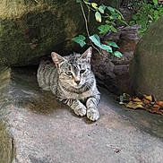 Chatoone participe au concours pour gagner de l'argent avec cette photo : cat, tabby_cat, animal, outdoor, rock, leaf, plant, nature, relaxed, resting, fur, whiskers, greenery, wildlife, mammal, closeup, natural_light, stone_surface, quiet, calm