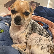 Aurora is registered to the contest to win money with this photo: dog, small_dog, chihuahua, spotted_fur, curled_up, blanket, blue_blanket, pink_blanket, indoor, pet, fur, ears, nose, sleepy, resting, close_up, animal, cute, cozy, relaxed