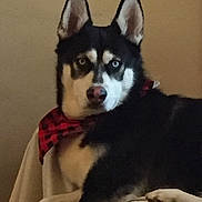 Lucky is registered to the contest to win money with this photo: dog, siberian_husky, blue_eyes, bandana, black_and_white, pet, animal, indoor, blanket, resting, fur, portrait, canine, ears, snout, nose, domestic_animal, companion, cute, alert