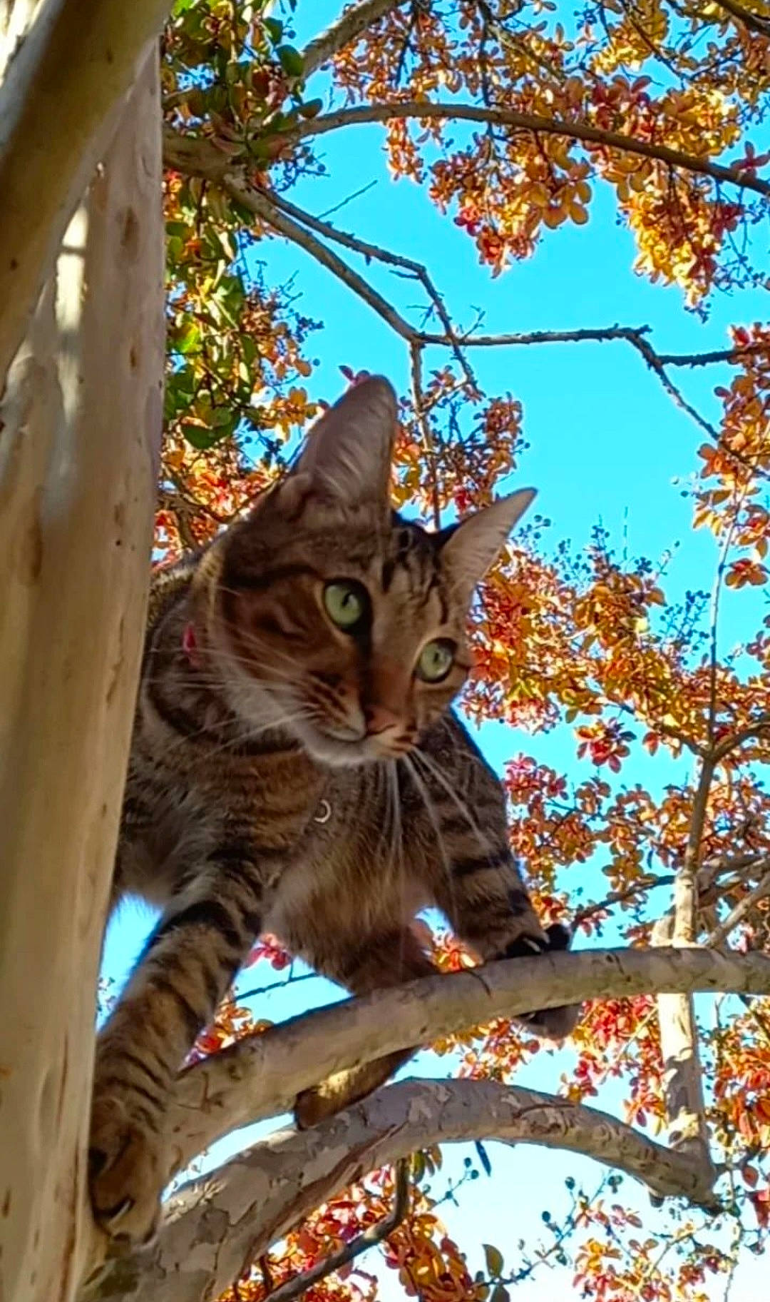 Prince a rejoint le concours — aidez-le/la à gagner de superbes lots ! branch, carnivore, cat, deciduous, domestic_short_haired_cat, fawn, felidae, fur, leaf, plant, sky, small_to_medium_sized_cats, snout, tail, tree, trunk, twig, whiskers, wood, woody_plant