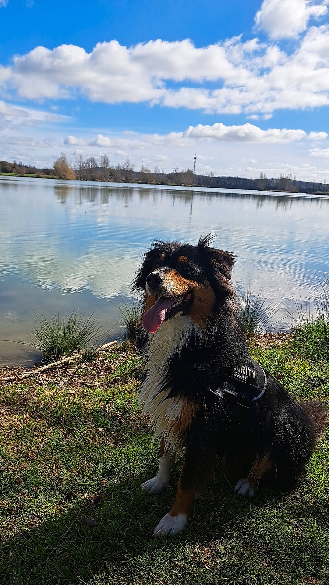 Prince a rejoint le concours — aidez-le/la à gagner de superbes lots ! carnivore, cloud, companion_dog, dog, dog_breed, grass, happy, horizon, lacustrine_plain, lake, landscape, natural_landscape, plant, reflection, reservoir, sky, sporting_group, tree, water, working_animal