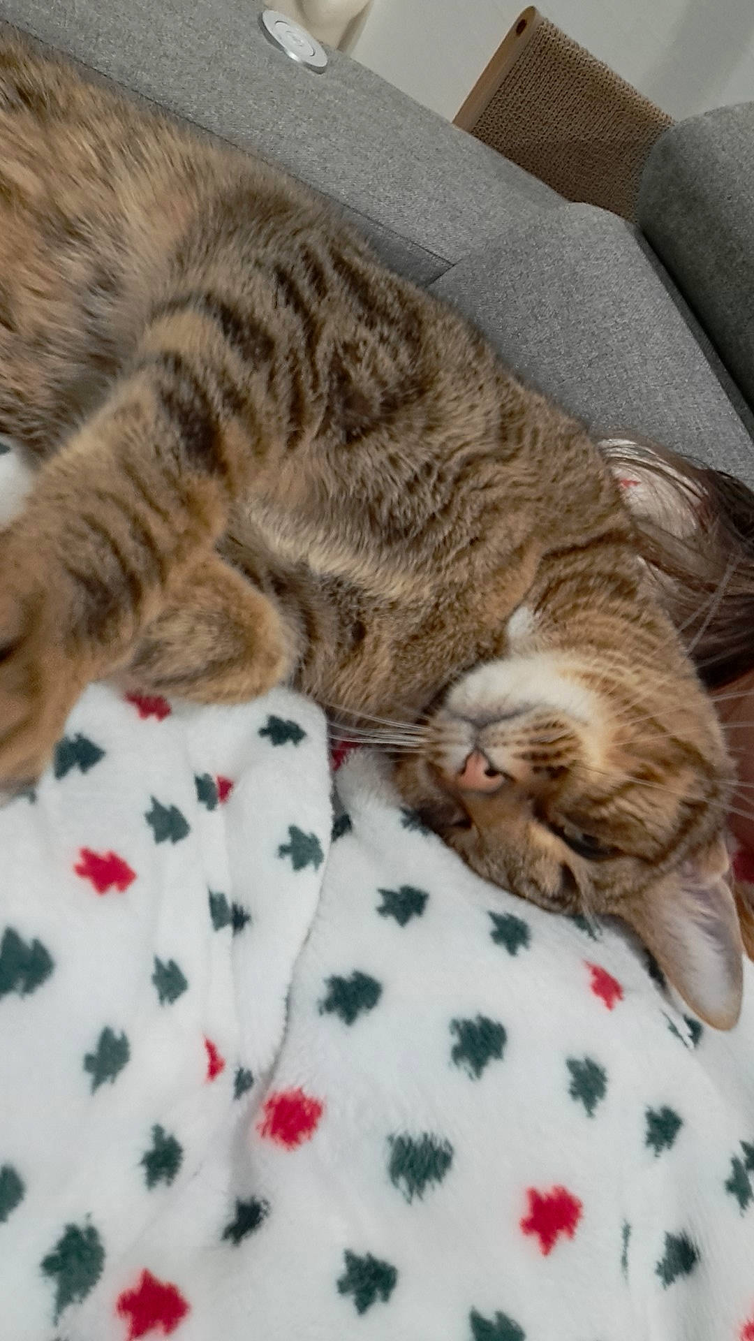 Prince participe au concours pour gagner de l'argent avec cette photo : carnivore, cat, claw, comfort, couch, domestic_short_haired_cat, felidae, fur, linens, nap, pattern, paw, plaid, small_to_medium_sized_cats, snout, tail, terrestrial_animal, textile, whiskers