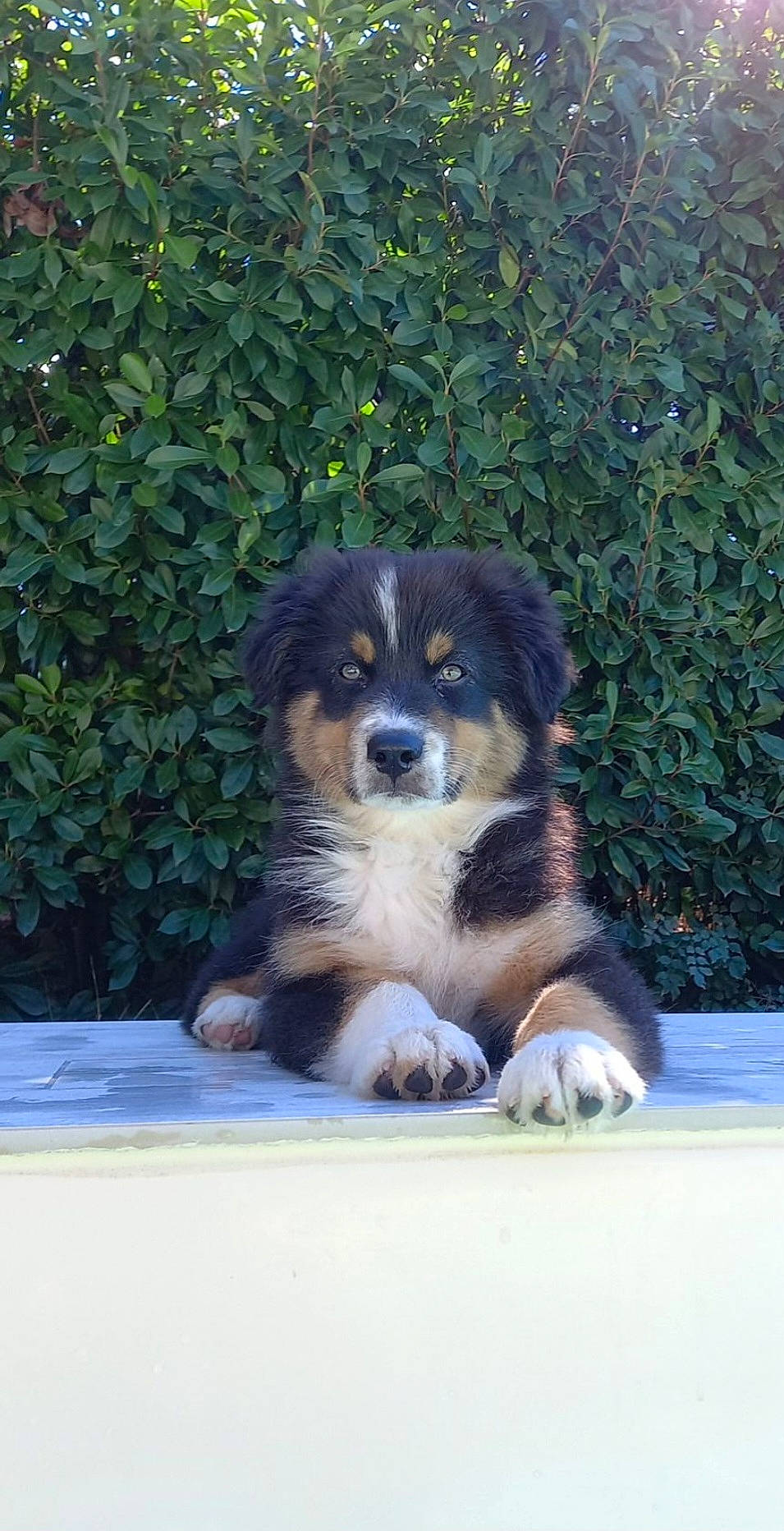 Prince a rejoint le concours — aidez-le/la à gagner de superbes lots ! beaglier, canidae, carnivore, companion_dog, dog, dog_breed, electric_blue, fur, plant, puppy, terrestrial_animal, working_dog