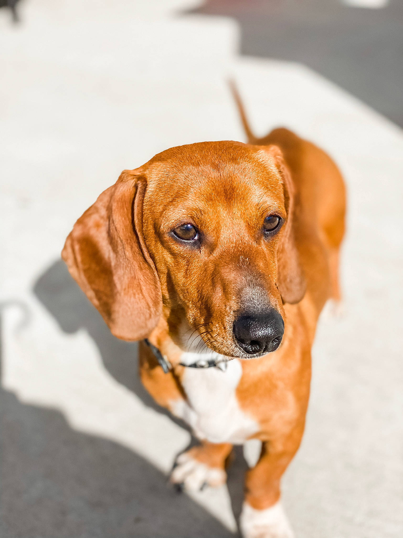 Bravo is registered to the contest to win money with this photo: canidae, carnivore, collar, companion_dog, dog, dog_breed, dog_collar, fawn, hound, hunting_dog, liver, snout, sporting_group, whiskers, working_animal, working_dog