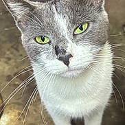 Grey Baby is registered to the contest to win money with this photo: animal, cat, close_up, curious, cute, domestic_animal, ears, feline, friendly, fur, green_eyes, grey_cat, indoor, looking_up, mammal, pet, portrait, standing, whiskers, white_cat