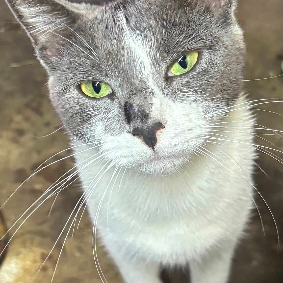 Grey Baby