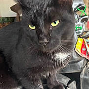 Fritz is registered to the contest to win money with this photo: black_cat, cat, yellow_eyes, close_up, blurred, animal, pet, feline, whiskers, ears, indoor, rustic, wood, decoration, skull, colorful, texture, fur, sitting, curious