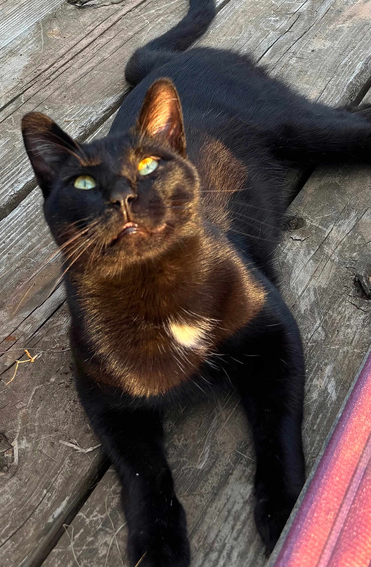 Fritz is registered to the contest to win money with this photo: black_cat, animal, pet, outdoor, sunlight, wooden_floor, fur, whiskers, relaxed, closeup, yellow_eyes, white_patch, paw, tail, nature, daylight, texture, quiet, resting, feline