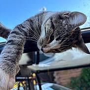 Lynx is registered to the contest to win money with this photo: animal, blue_sky, cat, closeup, curious, daytime, domestic_cat, focus, fur, mammal, nature, outdoor, paw, pet, playful, railing, tabby, vehicle, whiskers, window