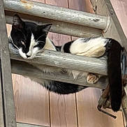 Oreo joined the competition — help win amazing prizes! animal, black_and_white, cat, closeup, cute, domestic_cat, feline, funny_pose, indoor, ladder, paw, pet, relaxed, resting, sleepy, tail, unusual_spot, wood, wooden_rungs, wooden_wall