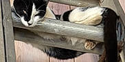 Oreo is registered to the contest to win money with this photo: animal, black_and_white, cat, closeup, cute, domestic_cat, feline, funny_pose, indoor, ladder, paw, pet, relaxed, resting, sleepy, tail, unusual_spot, wood, wooden_rungs, wooden_wall