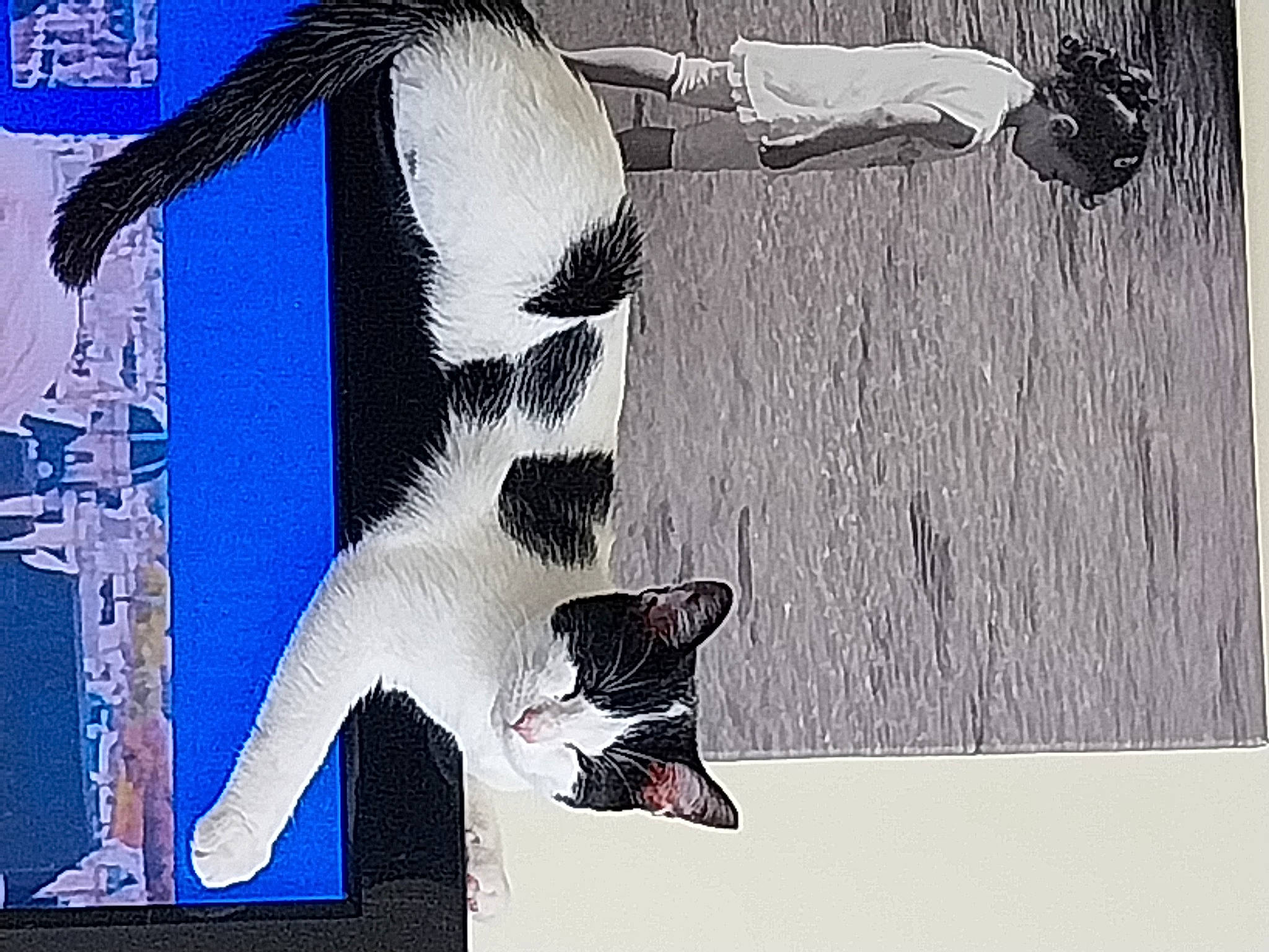 Coeurly a rejoint le concours — aidez-le/la à gagner de superbes lots ! art, carmine, eyewear, fictional_character, font, graphic_design, graphics, illustration, ink, line, monochrome, organism, painting, pattern, printmaking, rectangle, sunglasses, tail, visual_arts, wall