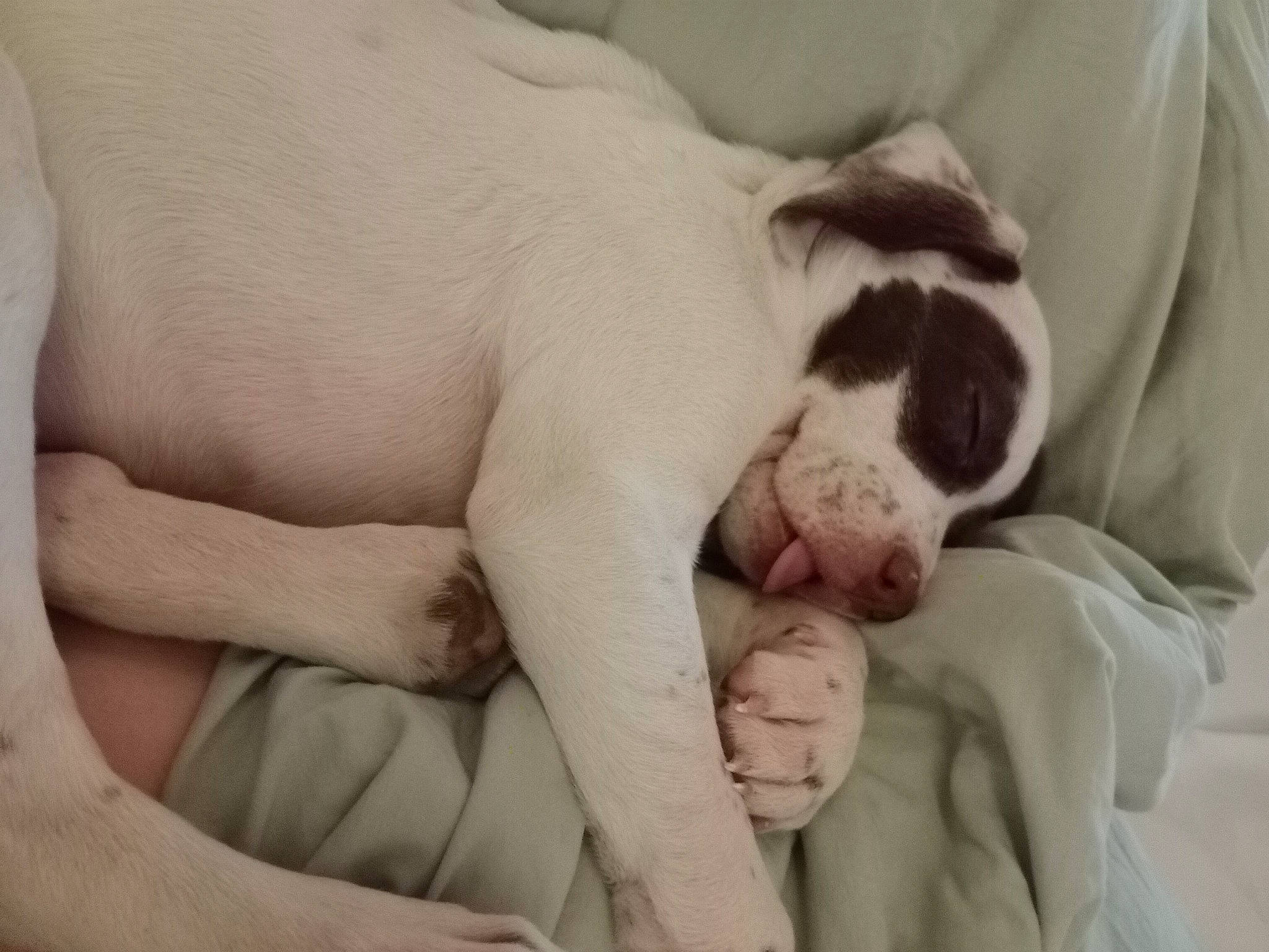 Lil Lady is registered to the contest to win money with this photo: bored, bulldog, canidae, carnivore, comfort, companion_dog, dog, dog_breed, ear, fawn, flesh, fur, nap, non_sporting_group, snout, sporting_group, terrestrial_animal, toy_dog, working_animal, wrinkle