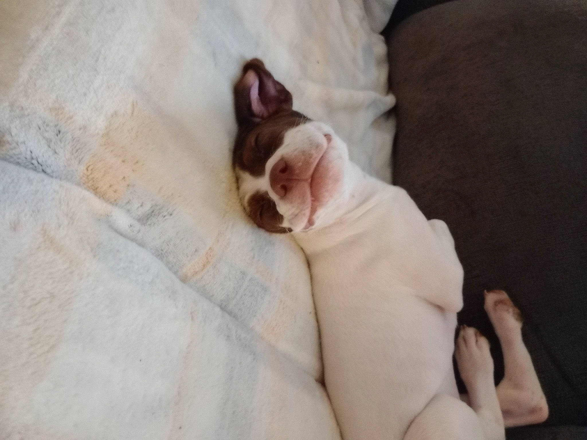 Lil Lady joined the competition — help win amazing prizes! bulldog, canidae, carnivore, comfort, companion_dog, dog, dog_breed, ear, fawn, felidae, foot, fur, human_leg, linens, paw, small_to_medium_sized_cats, snout, sporting_group, toy_dog, whiskers