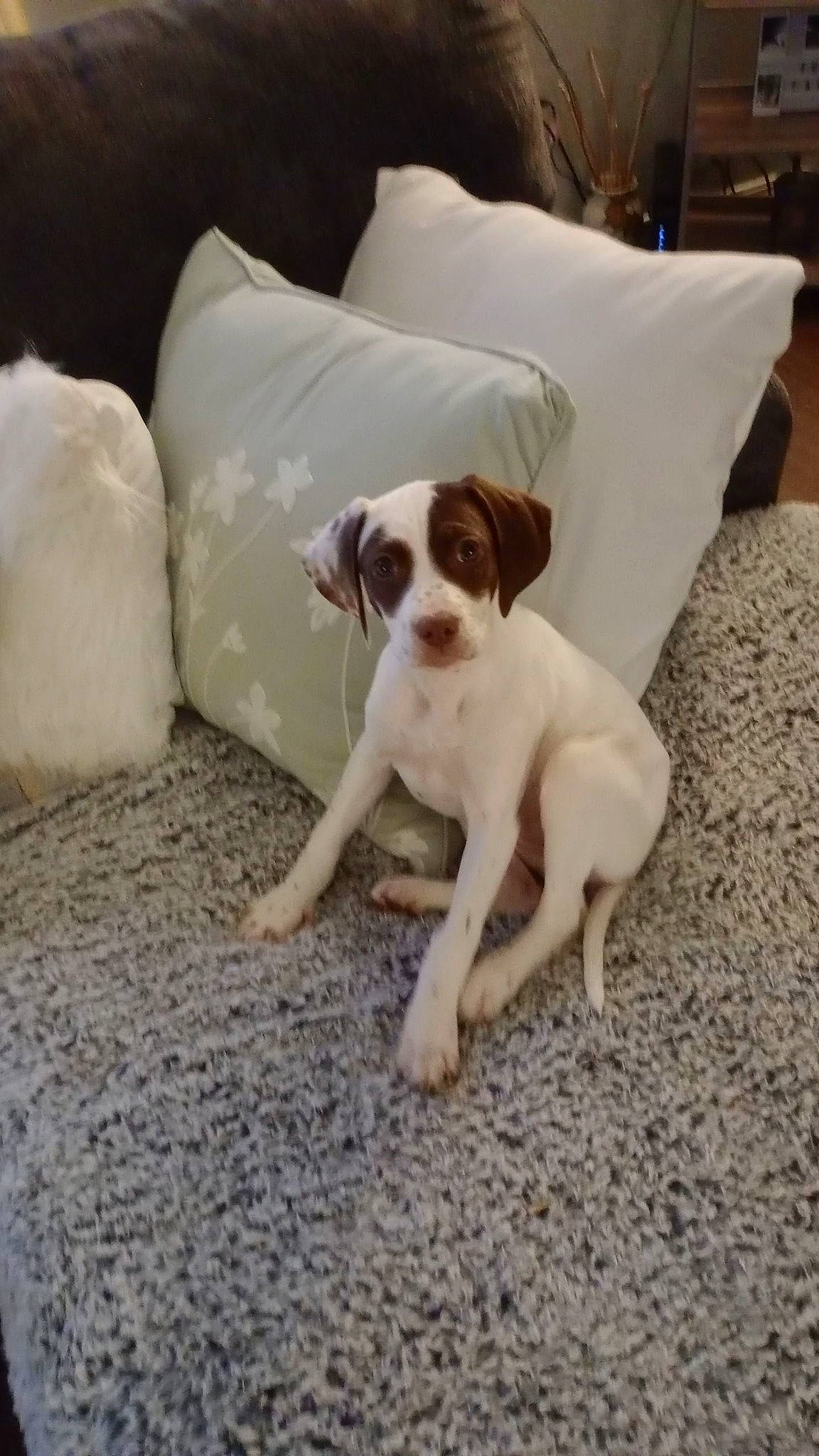 Lil Lady is registered to the contest to win money with this photo: ball, carnivore, comfort, companion_dog, dog, dog_breed, fawn, floor, flooring, fur, linens, paw, puppy_love, snout, sporting_group, tail, toy_dog, whiskers, wood, working_animal