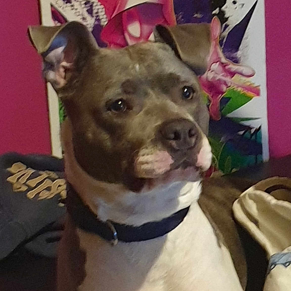 Daisy participe au concours pour gagner de l'argent avec cette photo : ancient_dog_breeds, bull_and_terrier, canidae, carnivore, collar, companion_dog, cordoba_fighting_dog, dog, dog_breed, dog_collar, fashion_accessory, fawn, metal, non_sporting_group, pit_bull, selfie, snout, sporting_group, whiskers, working_animal